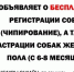 В Иркутске можно бесплатно кастрировать и чипиовать собак - Weacom.Ru