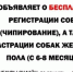 В Иркутске можно бесплатно стерилизовать и чипировать собак - Baikal24.Ru