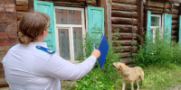В Ангарске оштрафован владелец собаки за причинение вреда ребенку - Baikal24.Ru