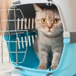 Более 300 животных-компаньонов вылетело за рубеж из Иркутска в этом году
