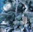 Новогодняя ель. Фото Маргариты Романовой, IRK.ru - Irk.Ru