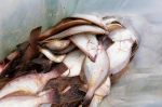 Роспотребнадзор проверяет рыбу и морепродукты Черного моря