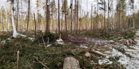 Вырубленный лес восстановили в Аларском районе - КП-Иркутск