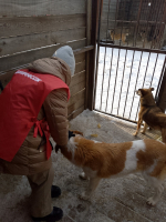 Мой пёс Тело новости