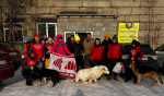 Мой пёс Тело новости