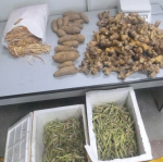 Более 37 кг подкарантинной продукции изъяли в аэропорту Иркутска у пассажиров из Вьетнама