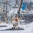 Явление Ла-Нинья принесет в Россию ураганы и пожары - IrkutskMedia.Ru