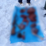 Восемь косуль стали жертвами браконьеров в четырех районах Прибайкалья