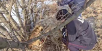 В Тулуне полицейские спасли собаку на ж/д путях - Baikal24.Ru