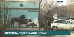 Более 13 тысяч собак зарегистрировали в Приангарье в рамках новых правил