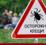 Восемь человек стали жертвами клещей в Томской области - Baikal24.Ru