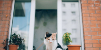 Кошка. Фото из архива IRK.ru - Irk.Ru
