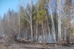 В лесах Приангарья за сутки ликвидировано три возгорания