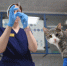 В Иркутской области стартовал конкурс «Я – ветеринар 2025» - КП-Иркутск