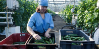 Объем сельхозпродукции в Иркутской области должен увеличиться на 25% - КП-Иркутск