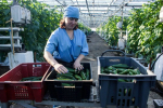 Объем сельхозпродукции в Иркутской области должен увеличиться на 25%