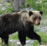 25-05-03-bear - Заповедное Прибайкалье