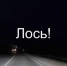В центре Кемерова ночью заметили лося - Baikal24.Ru