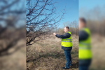 В питомниках Иркутска устанавливают феромонные ловушки для борьбы с вредителями