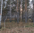 Роща в Академгородке. Фото Ольги Фонарёвой, IRK.ru - Irk.Ru