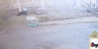 Рысь заметили в центре Иркутска - IrkutskMedia.Ru
