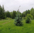 Роща Академгородка. Фото Ольги Фонарёвой, IRK.ru - Irk.Ru