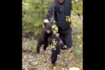 Неясыть спасли инспекторы ДПС в Тайшетском районе