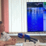 Чат-бот для сообщений о нетрезвых водителях запустили в Красноярске - Baikal24.Ru