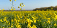 Иркутская область почти выполнила годовой план по экспорту сельхозпродукции - Baikal24.Ru