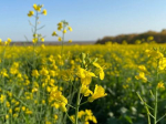 Иркутская область почти выполнила годовой план по экспорту сельхозпродукции