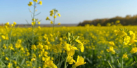 Иркутская область направила на экспорт 91% сельскохозяйственной продукции от плана 2025 года - Министерство сельского хозяйства