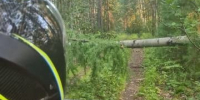 Областные спасатели нашли сборщика дикоросов в лесном массиве в Усольском районе - МЧС Иркутской области