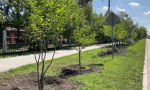 Более 1,5 тысячи крупномерных деревьев высадили в Иркутске