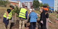 20 крупномерных деревьев высадили в Братске - КП-Иркутск