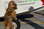 Собака-штурман участвовала в экспедиции "Вызов Арктики"