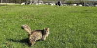 В Иркутской области разыскивают пропавшую кошку губернатора - Baikal24.Ru