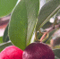 В Иркутском ботаническом саду начала плодоносить земляничная гуава - Baikal24.Ru