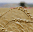 Иркутская область досрочно выполнила план по экспорту продукции АПК на 2025 год - IrkutskMedia.Ru