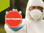 В Иркутском районе некоторые хозяйства выращивали овощи с пестицидами