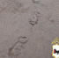 Полиция и охотоведы предупреждают о выходах медведей к людям в Братске - ИА Альтаир
