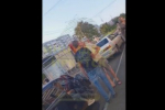 В Бодайбо мужчина принял краснокнижных лебедей за гусей и открыл стрельбу