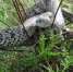 25-09-01-snake - Заповедное Прибайкалье