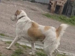 Красноярку будут судить за нападение алабая на пенсионерку