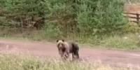 В Братском и Усть-Илимском районах снова заметили медведей - Baikal24.Ru