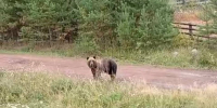 Медведь. Фото из телеграм-канала мэра Братского района Николая Дружинина - Irk.Ru