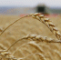 Регистрация на первый Всероссийский агродиктант началась в Приангарье - ИА ИркСиб
