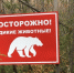 Два случая выхода медведя зафиксировали недалеко от Усть-Илимска - КП-Иркутск