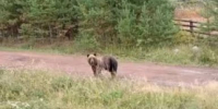 На севере Приангарья медведи загрызли домашних животных - IrkutskMedia.Ru