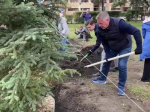 На площади Декабристов в Иркутске высадили 14 сизых елей