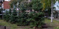 14 крупномерных елей высадили на площади Декабристов в Иркутске - Weacom.Ru